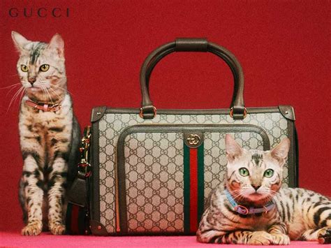 gucci cat.3|Gucci pets.